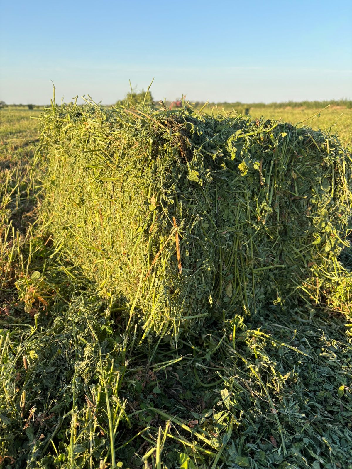 Fardo prismático de alfalfa verde recién enfardado en el campo
